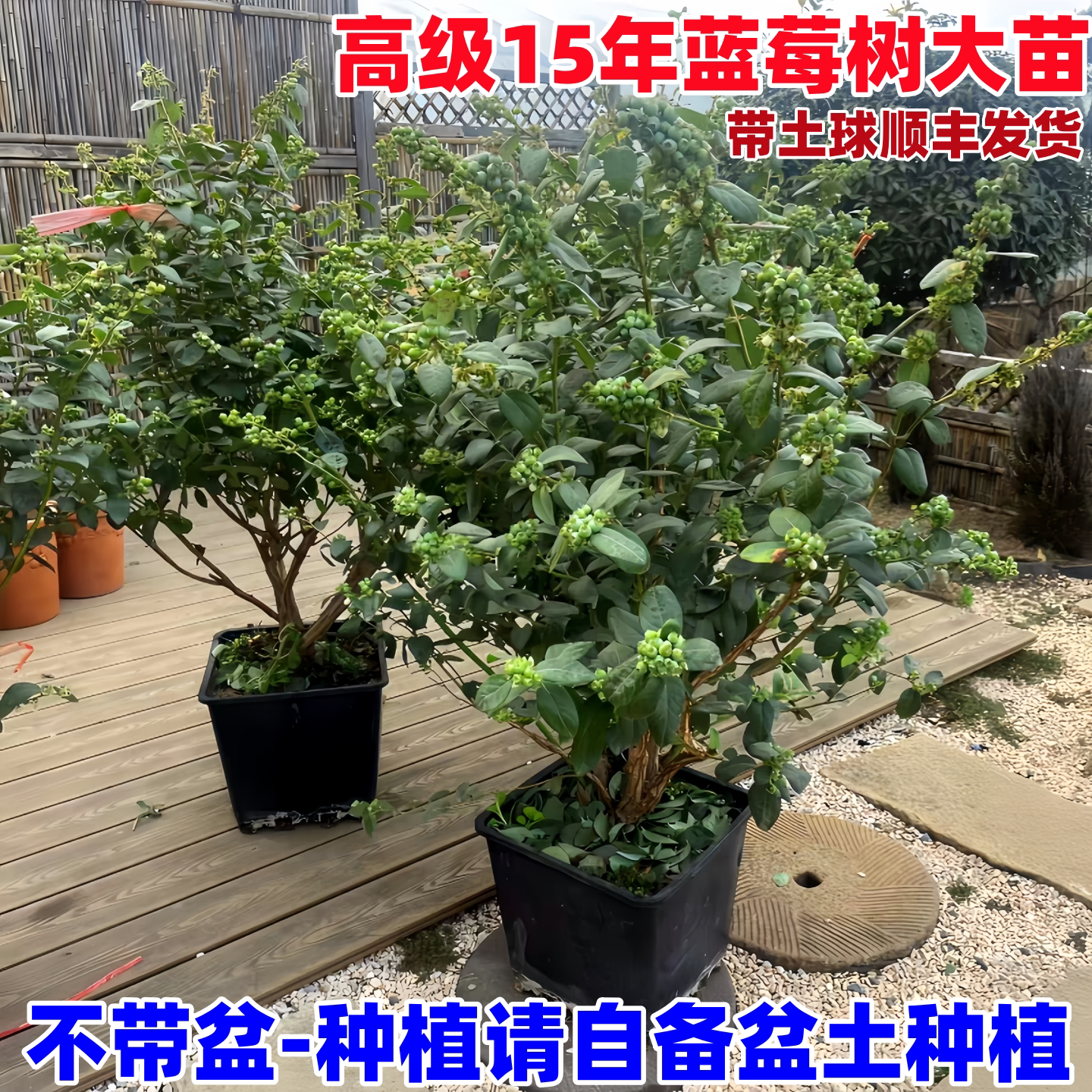 特大号蓝莓树果苗盆栽地栽花香f6南方北方庭院果四季种植当年结果