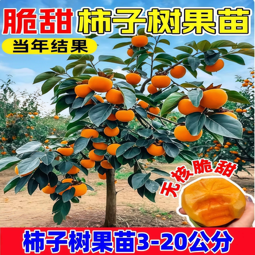 脆甜无核柿子树果苗牛心火晶盆栽南方北方四季种植庭院果树特大号