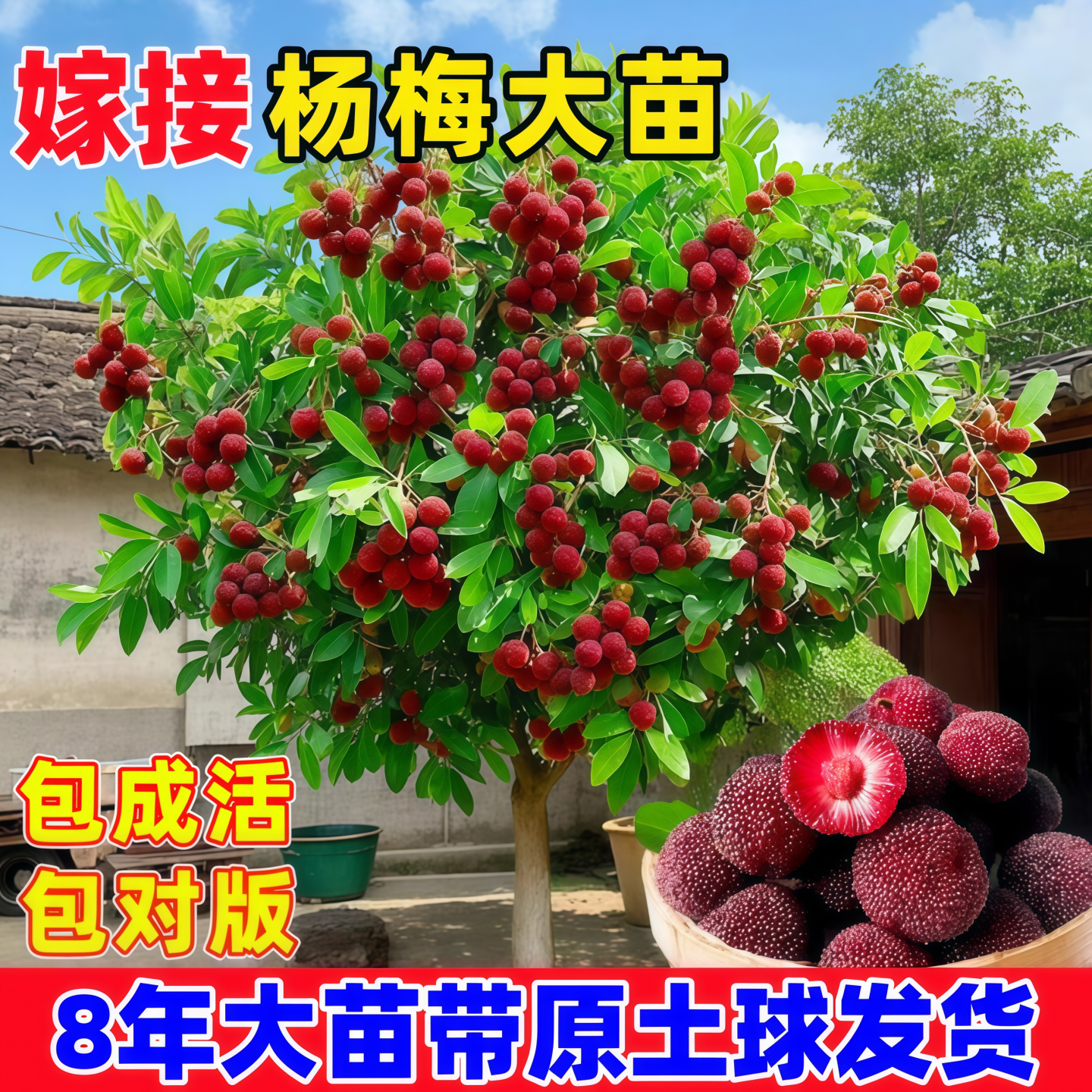 东魁杨梅树树苗正宗嫁接黑炭杨梅树树苗南北方种植盆地栽当年结果