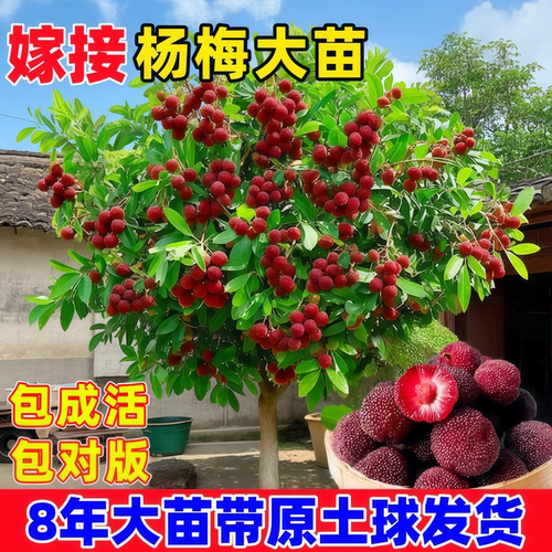 东魁杨梅树树苗正宗嫁接黑炭杨梅树树苗南北方种植盆地栽当年结果