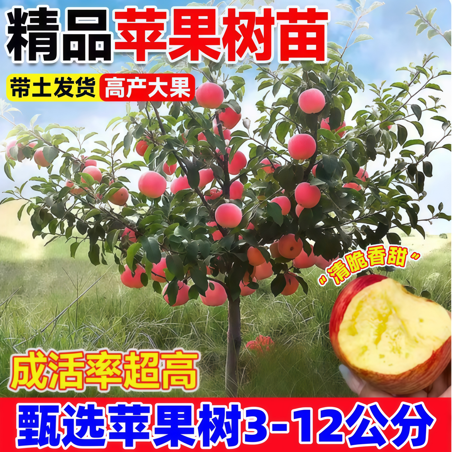 红富士冰糖心苹果树果苗盆栽矮化南方北方地栽庭院四季种植果树苗