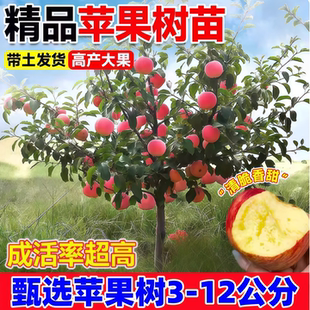 红富士冰糖心苹果树果苗盆栽矮化南方北方地栽庭院四季种植果树苗