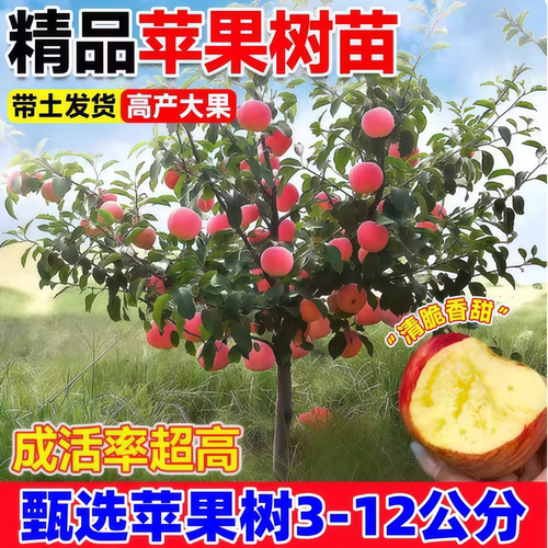红富士冰糖心苹果树果苗盆栽矮化南方北方地栽庭院四季种植果树苗