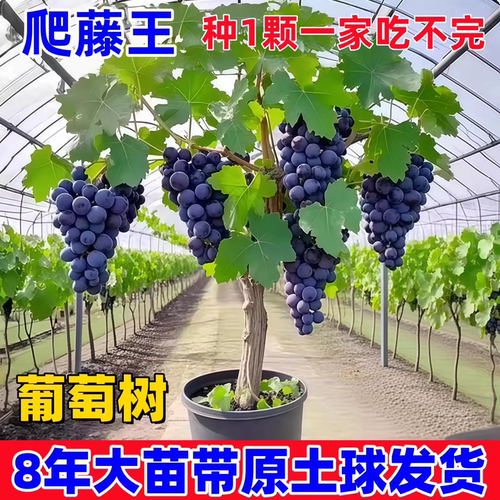 阳光玫瑰葡萄树苖巨峰果树无籽四季种植盆栽南方北方耐寒庭院爬藤