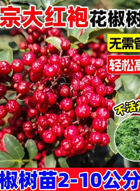 大红袍花椒苗树可盆栽地栽种植老品种狮子头麻椒当年结果花椒树苗