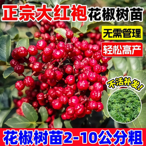 大红袍花椒苗树可盆栽地栽种植老品种狮子头麻椒当年结果花椒树苗