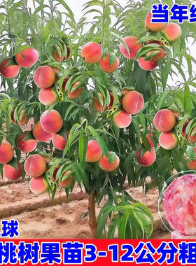 特大桃树果苗带土嫁接水蜜桃冬桃黄油桃盆栽地栽南北方种耐寒果树
