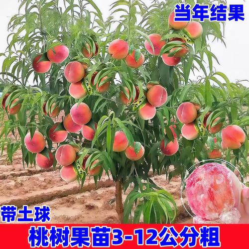 特大桃树果苗带土嫁接水蜜桃冬桃黄油桃盆栽地栽南北方种耐寒果树