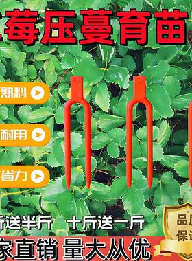 大棚草莓压蔓器藤蔓固定器