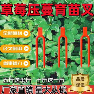 大棚草莓压蔓器藤蔓固定器压苗叉塑料固定叉子西瓜压蔓器育苗叉子