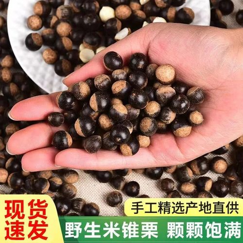 广西野生新鲜米椎子 尖栗子锥栗坚果干货小板栗甜糯第一名 小油票