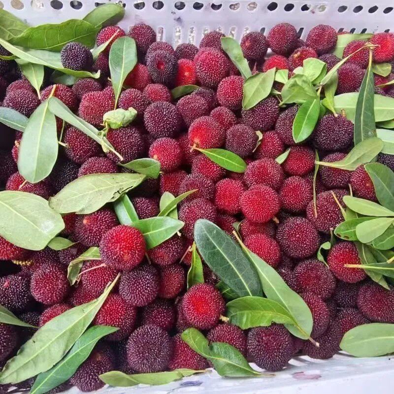 顺丰空运【新鲜现摘】广西头茬高山杨梅新鲜当季杨梅鲜果非冷冻果