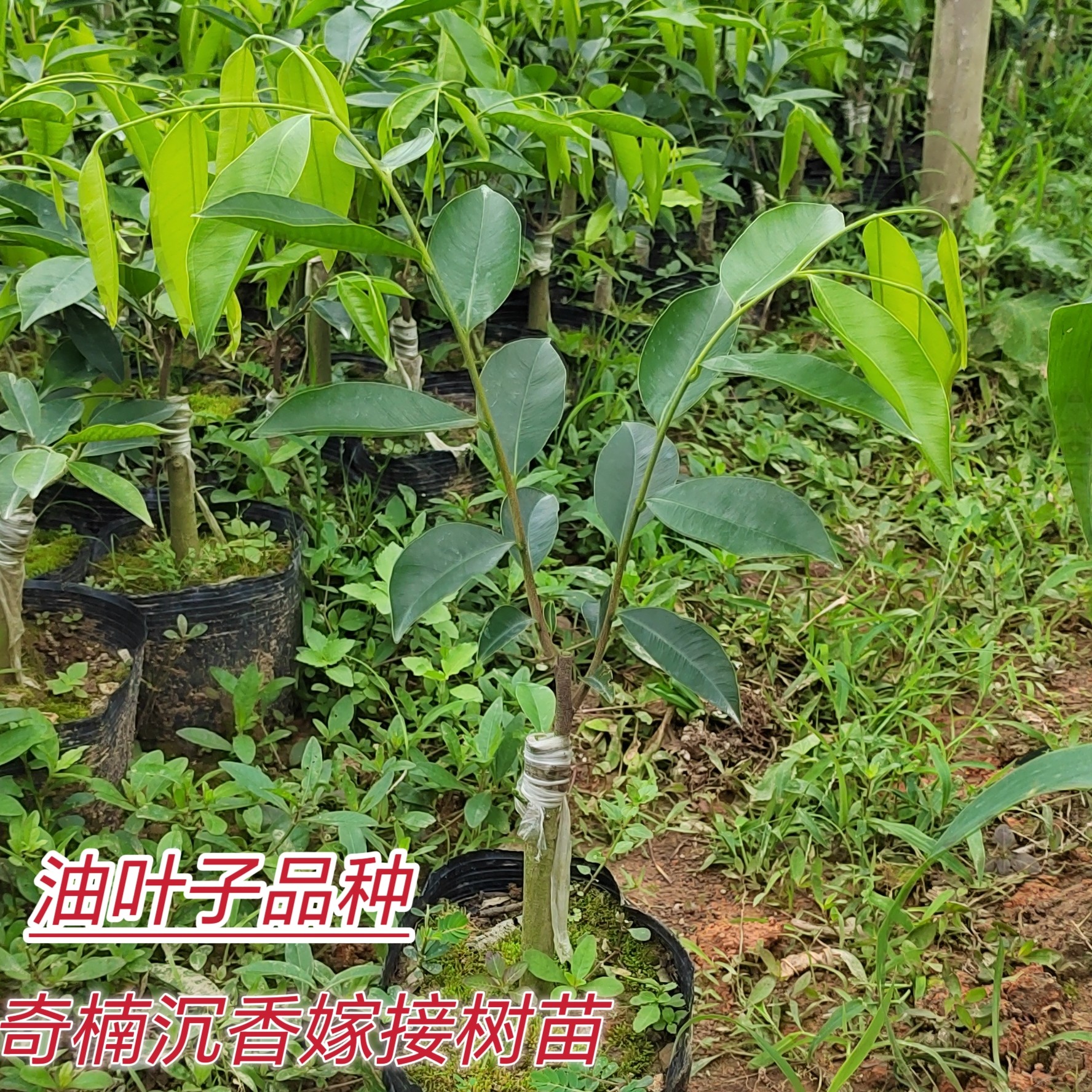 油叶子奇楠沉香一代苗
