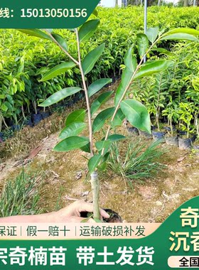 奇楠沉香一代嫁接苗包结香