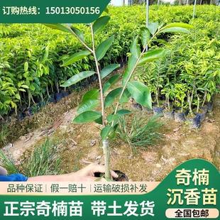 正宗沉香奇楠树苗奇楠母树芽条嫁接一代苗正品绿奇楠沉香苗包结香