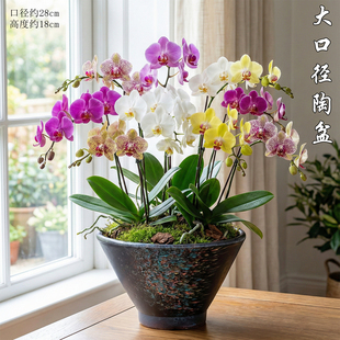 特大口径家用陶瓷花盆室内桌面蝴蝶兰花盆民宿落地装饰摆件土陶盆