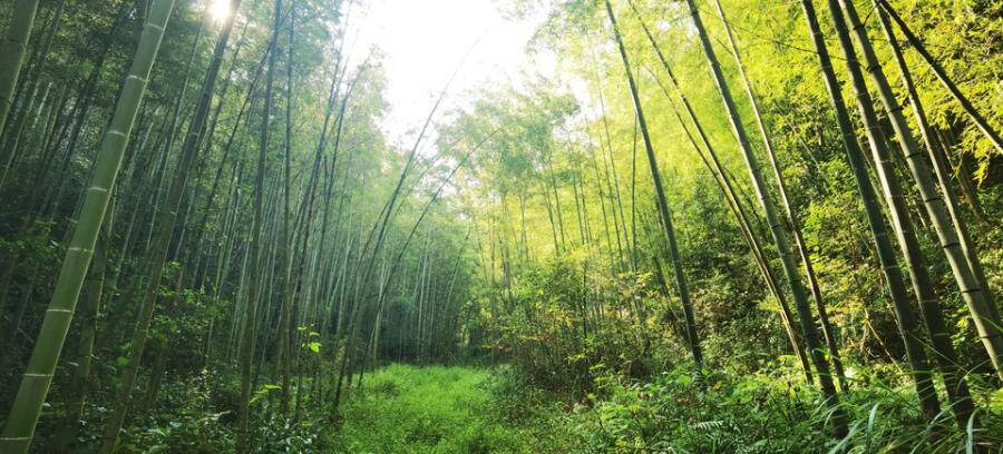 南平市建阳区将口镇东田村山北塘041林班1-5（1），3（3）小班的林权