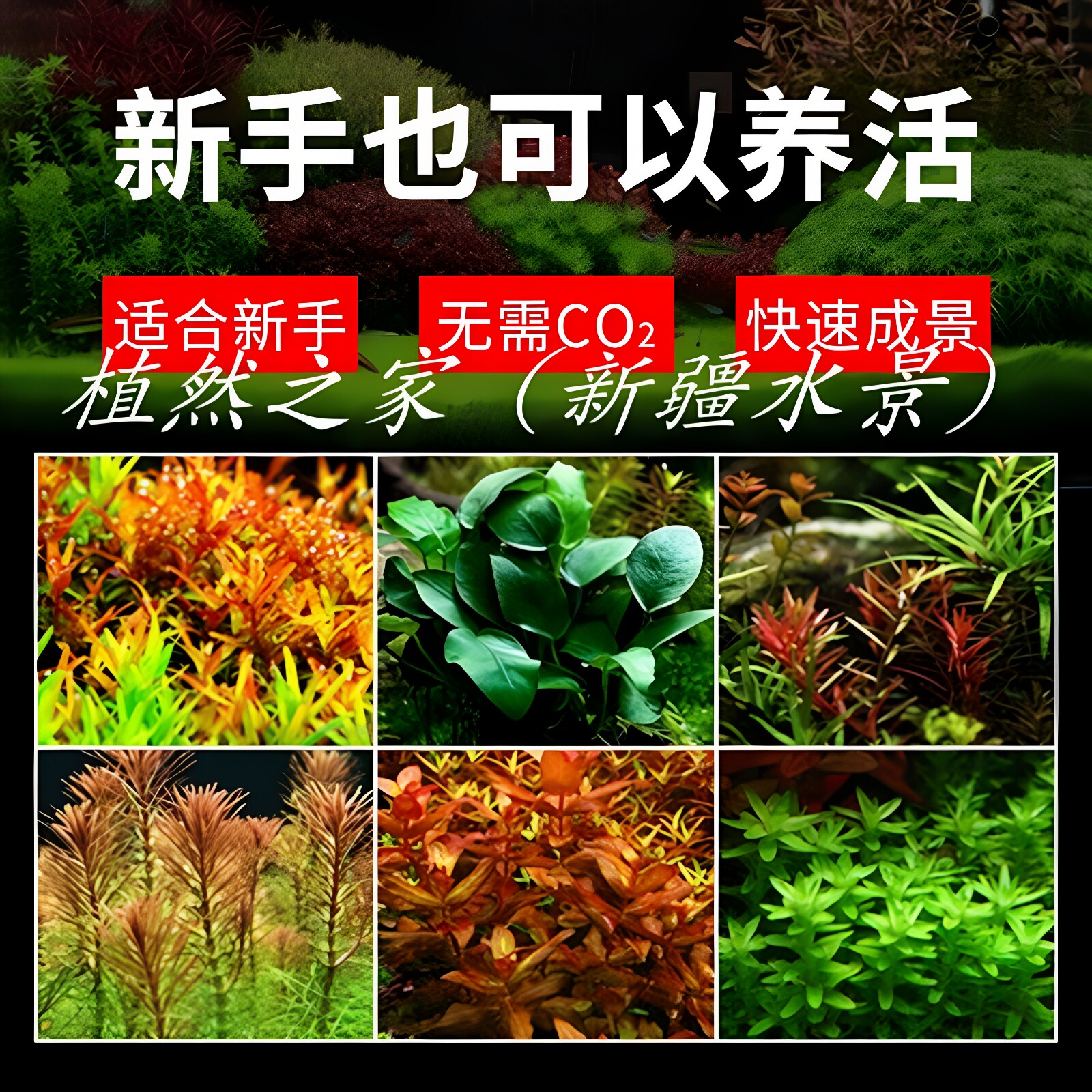 鱼缸水族箱水草造景套餐绿菊植物活体淡水中后景懒人阴性水榕沉木