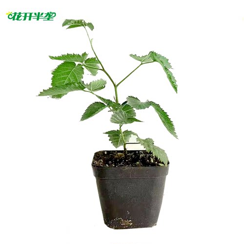 树莓苗黑树莓自花授粉