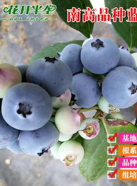 南高品种蓝莓树苗一加仑两年