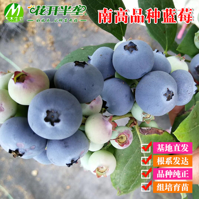 南高品种蓝莓树苗一加仑两年