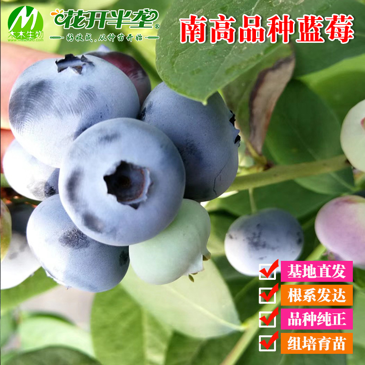 一年苗蓝莓树苗南高新品种L11 L25 F6西班牙02 42 45 49 122