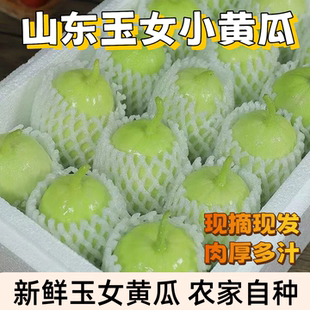 山东玉女黄瓜寿光特产新鲜拇指小黄瓜当季现摘营养丰富生鲜现直供