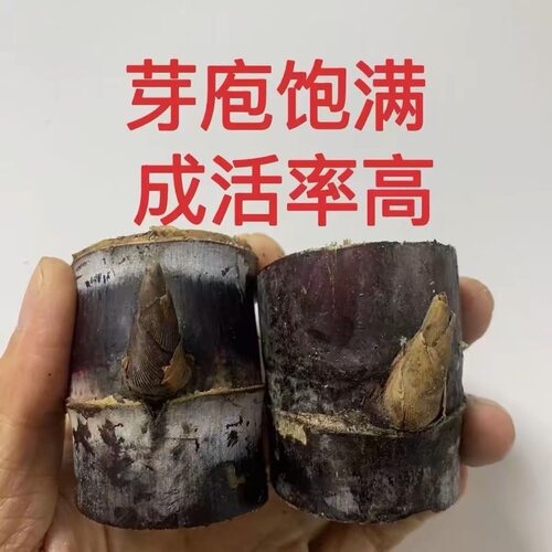 正宗广西黑皮薄皮甜甘蔗种苗带芽阳台花盆栽南北方好养活浇水水果