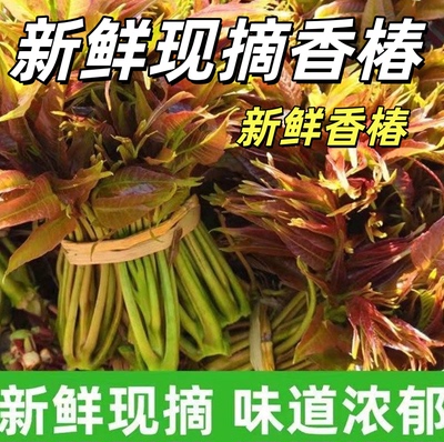 头茬香椿芽新鲜现采现发当季蔬菜头茬新鲜香椿芽蔬菜香椿农家现货