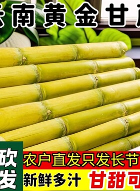 云南黄金甘蔗当季新鲜脆甜黄皮甘蔗9斤整箱包邮现砍中段黄皮甘蔗3