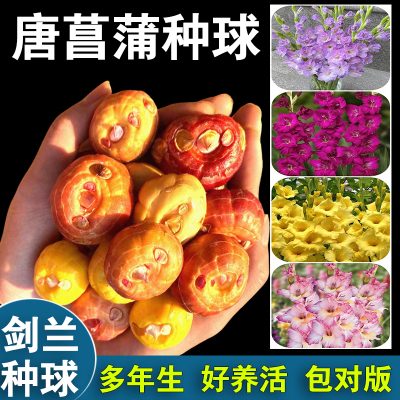 剑兰种球唐菖蒲阳台庭院好种植花