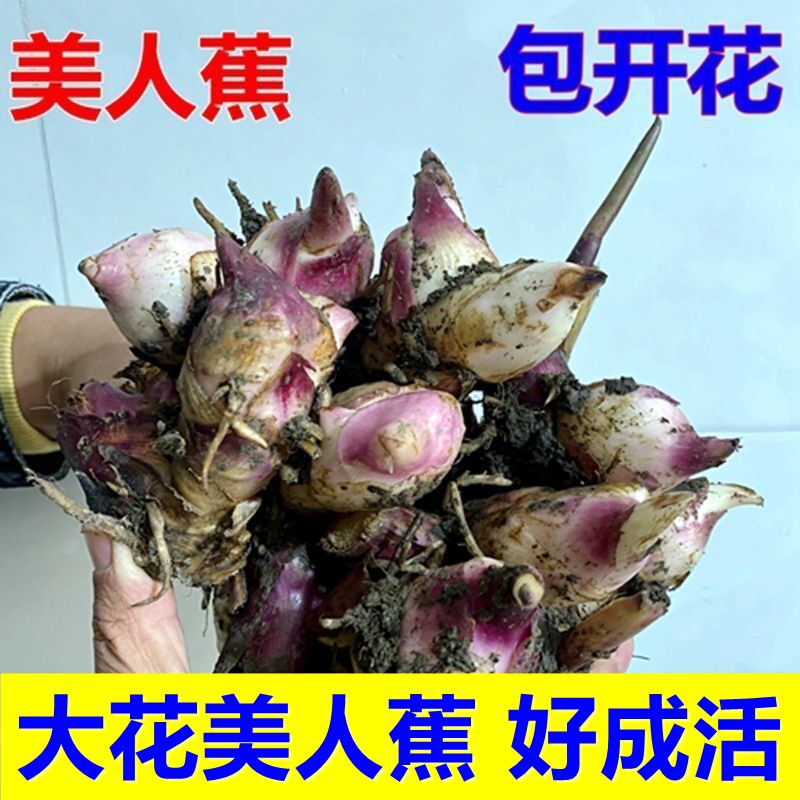美人蕉花苗带芽根块多年庭院好活