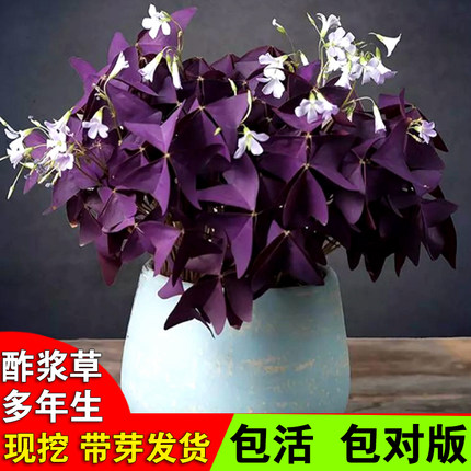 紫叶酢浆草种球红花草三叶草四季开花多年生植物庭院易活耐寒花卉