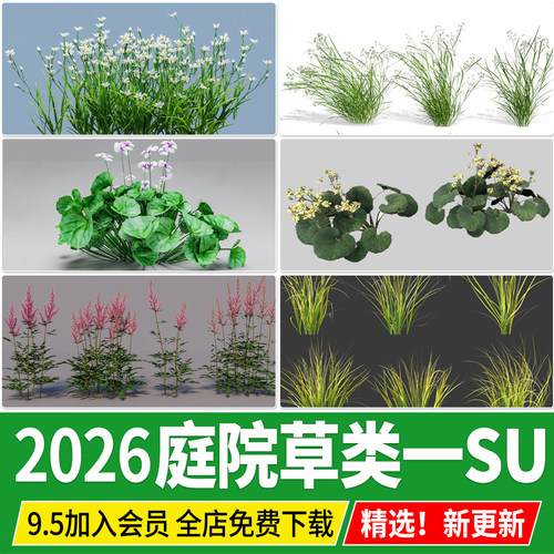 美女樱金叶苔草石菖蒲络新妇葱兰蜜糖风车草大吴风草熊猫堇SU模型