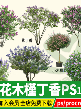 穗花牡荆PNG丁香小木槿紫丁香棒棒糖psd无背景ps素材procreate