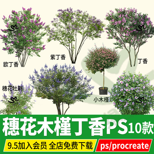 穗花牡荆PNG丁香小木槿紫丁香棒棒糖psd无背景ps素材procreate