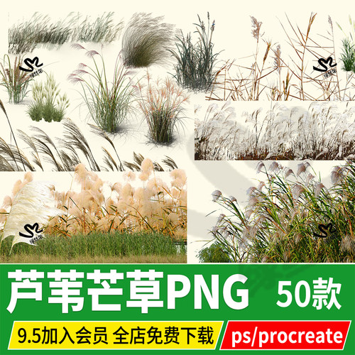芦苇蒲苇细叶芒草茅草效果图背景配景贴图png素材psd分层ps文件