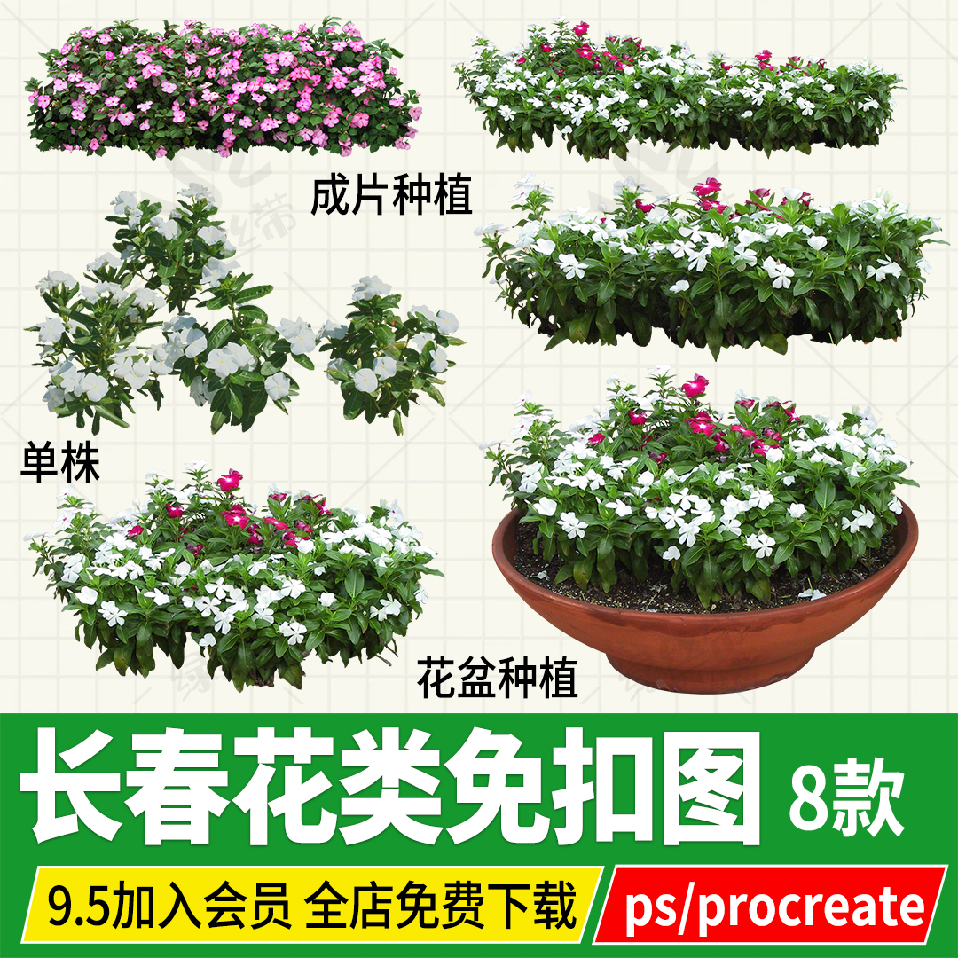 长春花日日草时钟花市政花卉花坛植物png无背景免扣效果图ps贴图