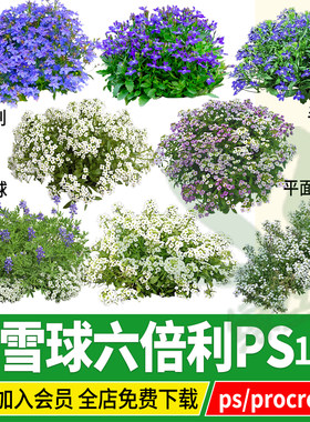 香雪球png六倍利半边莲翠蝶花psd无背景ps素材procreate文件植物