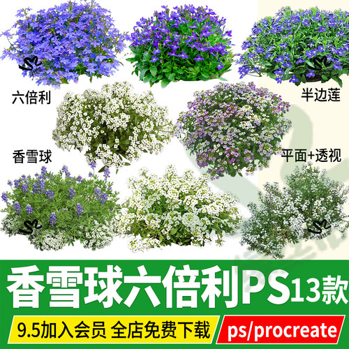 香雪球png六倍利半边莲翠蝶花psd无背景ps素材procreate文件植物