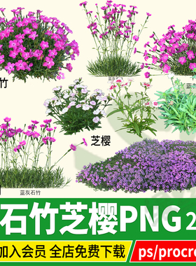 欧石竹芝樱丛生福禄考石竹psd效果图文件ps素材procreate免扣png