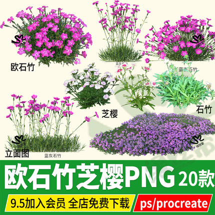 欧石竹芝樱丛生福禄考石竹psd效果图文件ps素材procreate免扣png