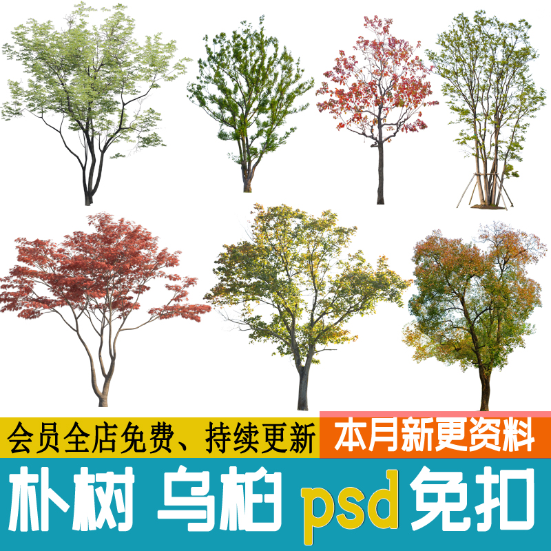 朴树乌桕丛生园林植物独景孤植树榆树榉树庭院红枫PS素材免扣PNG