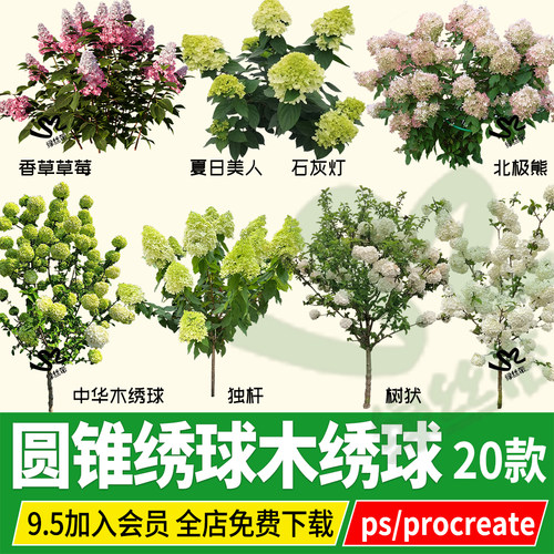 绣球八仙花无尽夏中华木绣球PNG免扣psd素材ps procreate圆锥绣球