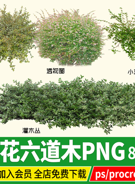 png大花六道木花镜灌木植物psd免扣ps素材procreate hdr