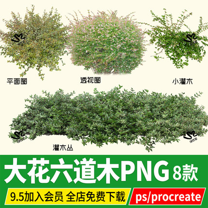 png大花六道木花镜灌木植物psd免扣ps素材procreate hdr