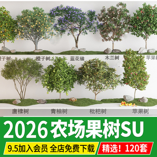 农场庭院果树3d植物枇杷桃树柚子金钱橘金桔石榴甜橙子苹果su模型