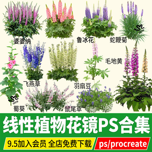 png大花飞燕草羽扇豆蜀葵毛地黄鲁冰花蛇鞭菊穗花婆婆纳ps素材psd