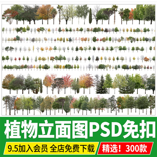 植物立面图园林景观乔木树木北方常绿阔叶针叶秋季PSD免扣PS素材