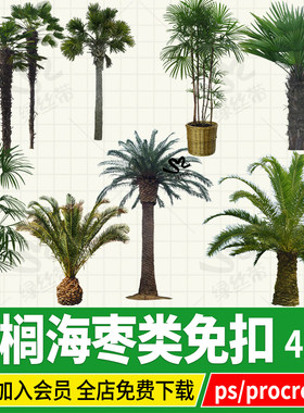 棕榈椰子树加拿利海枣png免扣ps效果图立面图procreate素材贴图